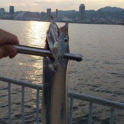 兵突満員でポーアイ北公園にてワインド〜なんとかタチウオ１本ゲット！
