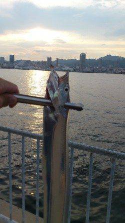 兵突満員でポーアイ北公園にてワインド〜なんとかタチウオ１本ゲット！