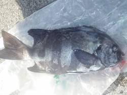 みなべ堺の沖磯にてイシダイ40cm
