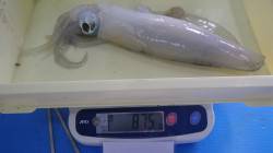 みなべ町の目津崎でエギングでのアオリイカ釣…