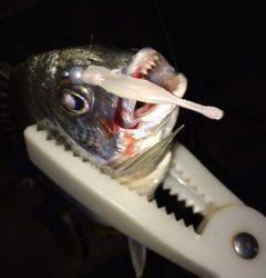 岸和田にてライトゲームでキビレとセイゴの釣果