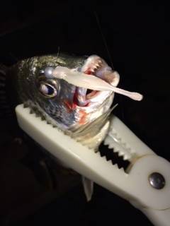 岸和田にてライトゲームでキビレとセイゴの釣…