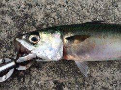 武庫川で早朝ジグサビキ！40cmを2匹