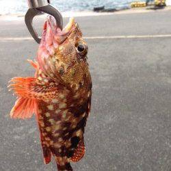 根魚狙いで伊根漁港へ〜アコウ29cm&ガシラ25cmなど