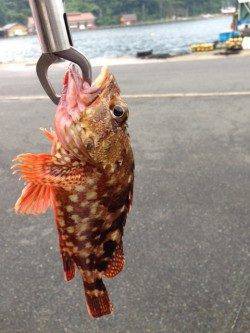 根魚狙いで伊根漁港へ〜アコウ29cm&ガシラ25cmなど