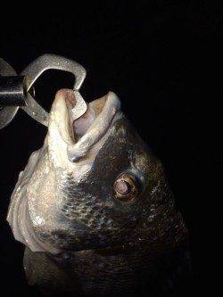 淀川河口周辺チニング　最後に大きなアタリでキビレ47cm