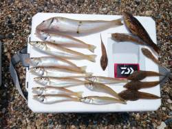 須磨海岸で投げ釣り　23.5cmの大キスも…