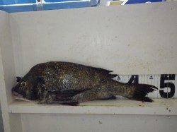 みなべ森の鼻でのフカセ釣果〜チヌ・ヘダイ・イサギ・フエフキ