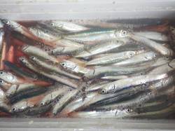 芳養堤防カタクチ・ウルメイワシ〜2時間で1…