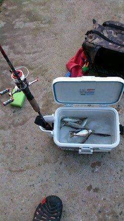 大阪南港での豆アジング釣果