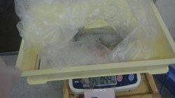 伊古木にてアオリイカ、雨の中エギとアジどちらにも釣れました