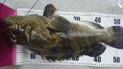 すさみ波止でのズボ釣りで大物クエ！！