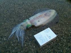 新宮でのヤエン釣りでアオリイカの釣果