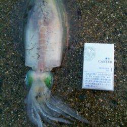 新宮でのヤエン釣りでアオリイカの釣果