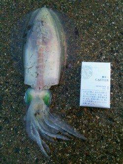 新宮でのヤエン釣りでアオリイカの釣果