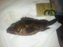 磯間にてワームで底を攻めガシラの釣果