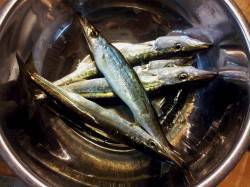 磯間漁港　ジグヘッドでカマス20cm前後の…