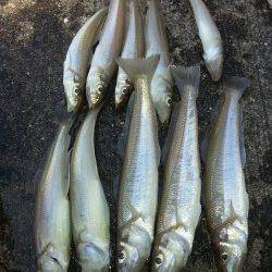 堺漁港にて朝マヅメのちょい投げでキスの釣果