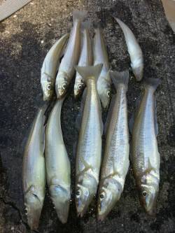 堺漁港にて朝マヅメのちょい投げでキスの釣果…