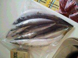 芳養新堤防でのカマス情報、夕方短時間の釣果です