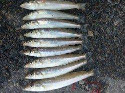 堺漁港の朝まづめにちょい投げでキスの釣果