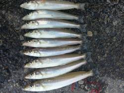 堺漁港の朝まづめにちょい投げでキスの釣果