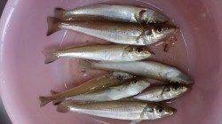 戎漁港にて午後からちょい投げ〜キスの他嬉しいゲストのヒラメも