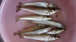 戎漁港にて午後からちょい投げ〜キスの他嬉し…