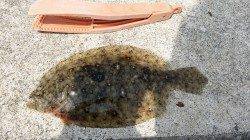 戎漁港にて午後からちょい投げ〜キスの他嬉しいゲストのヒラメも