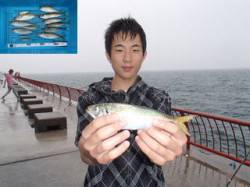 平磯海づり公園　23cmまでのアジを13尾…