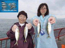 平磯海づり公園　豆アジと中アジの釣果