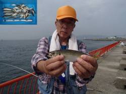 平磯海づり公園アジが好調、54尾の釣果