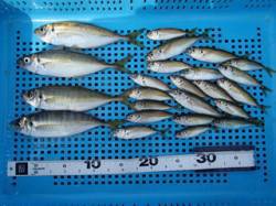 平磯海づり公園　豆アジと20cmほどの良型…