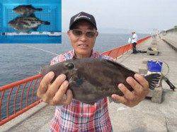 ウマヅラハギ36.5cm&25.5cm　平磯海づり公園