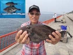 ウマヅラハギ36.5cm&25.5…