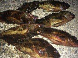 南芦屋浜0.6号フロロでガシリング〜抜きあげるまでドキドキ