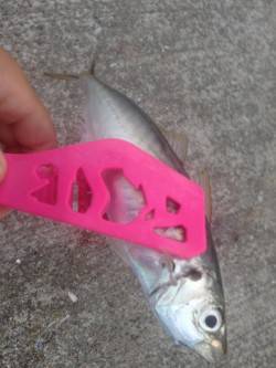 神戸空港浮きサビキで良型アジ〜遠投しタナ合…