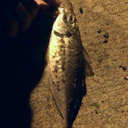 神戸空港周辺アジング〜粘って群れを待ち本命のアジ（≧∇≦）