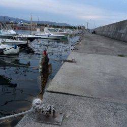 樽井漁港にてガシラとアジを狙うもハゼ多数&チヌの釣果でした