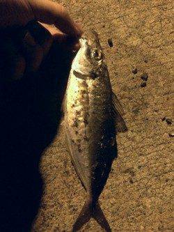 神戸空港周辺アジング〜粘って群れを待ち本命のアジ（≧∇≦）