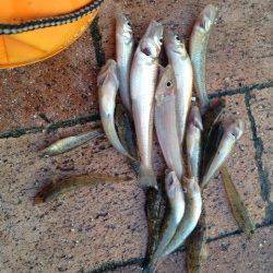 南芦屋浜にてキス・ハゼ〜夕方のキスの時合に意外にも良型が♪