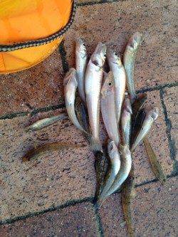 南芦屋浜にてキス・ハゼ〜夕方のキスの時合に意外にも良型が♪