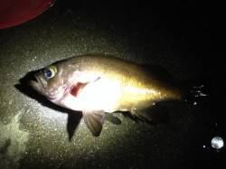 新浜漁港のウキ釣りでメバル・ガシラなどの釣…