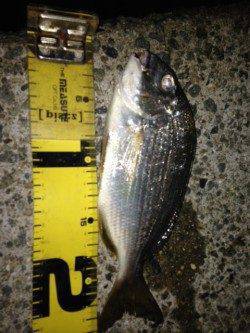 甲子園浜にて青虫流し〜ヘダイとハネがかかりました