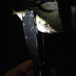 りんくうにてアジング〜明るいうちのガシラと暗くなってからのアジ釣果