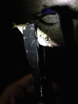 りんくうにてアジング〜明るいうちのガシラと…