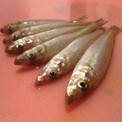 須磨海づり公園、ジギングにてアジ・ちょい投げでキスなど