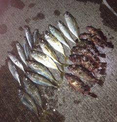 牛ヶ首周辺にてアジング、ショートバイトで根気のいる釣りでした