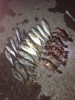 牛ヶ首周辺にてアジング、ショートバイトで根…