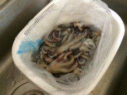 武庫川尻一文字でタコ合計30匹〜朝から昼までの釣果です